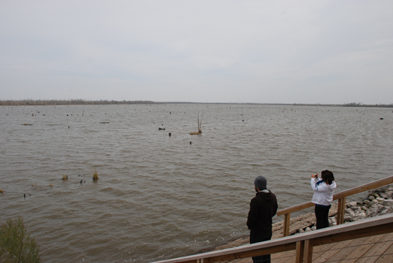 View of Bayou Bienvenue from the viewing platform, Lower Ninth Ward.